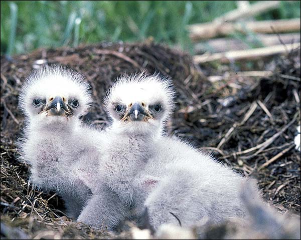 American Bald Eagle Chicks Alaska Wildlife Photo Print for Sale