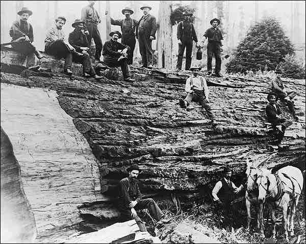 Giant Redwood Tree & Lumberjacks California Photo Print for Sale