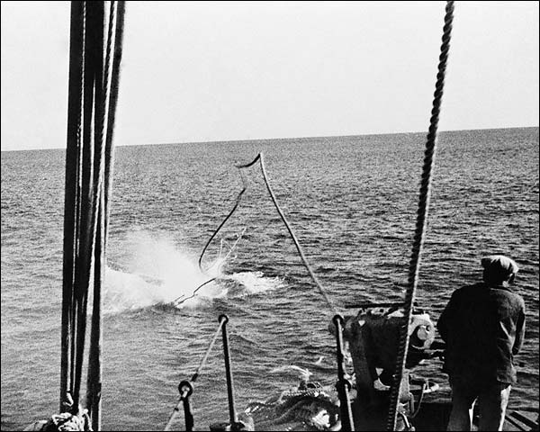 Whaler's Whaling Harpoon Hits Humpback Whale 1930s Photo Print for Sale