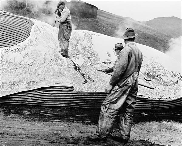 Whalers Removing Whale Blubber 1930s Photo Print for Sale