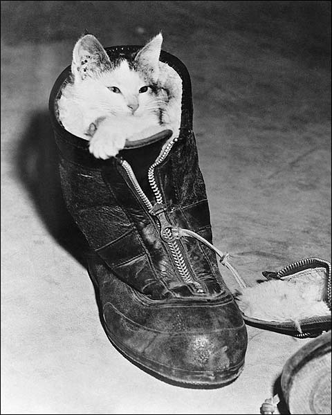 Kitten Snuggled in a Boot, 1940s Photo Print for Sale