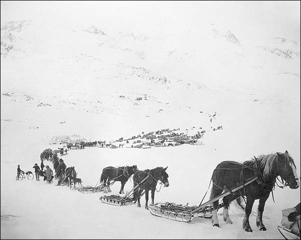 Train of Horses & Sleds Valdez Alaska 1900s Photo Print for Sale