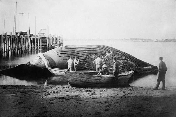 Beached Blue Whale Carcass Early 1900s Photo Print for Sale