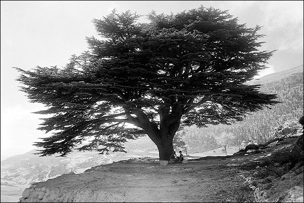 Mount Mar Sarkis & Cedar Tree Ehdin Lebanon Photo Print for Sale
