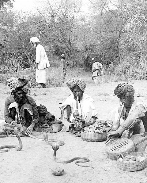 Snake Charmers and Hooded Cobras India 1903 Photo Print for Sale
