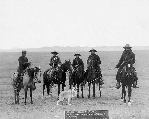 Old West Cowboys Roping Wolf 1887 Photo Print for Sale