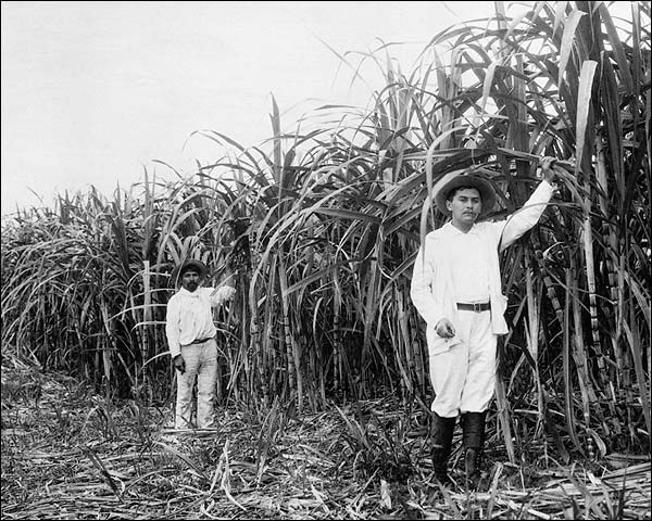 Mexican Sugar Plantation Worker Mexico  Photo Print for Sale