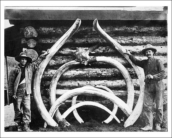 Extinct Mastodons Bones Alaska Early 1900s Photo Print for Sale