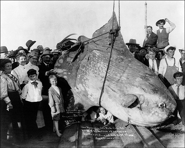 Huge Sun Fish Catalina Island Fishing 1910 Photo Print for Sale