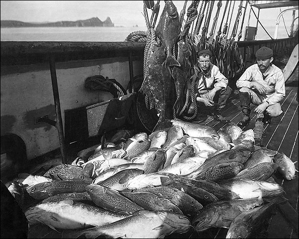 Early Alaska Fishermen w/ Halibut & Codfish Photo Print for Sale
