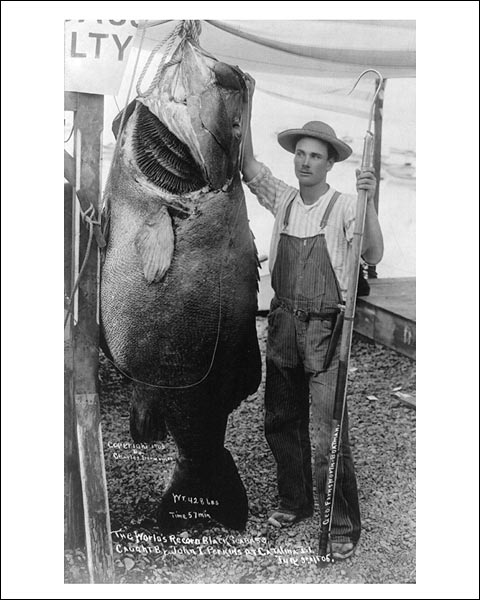 World Record Black Sea Bass Catalina Island 1905 Photo Print for Sale