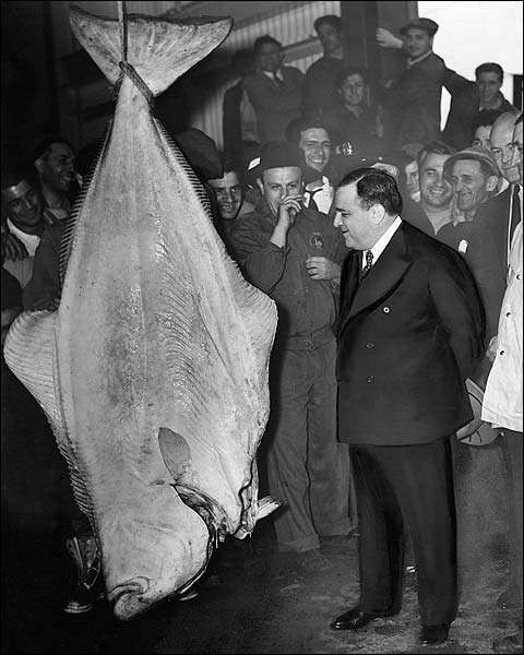 Mayor Fiorello LaGuardia Huge Halibut Fish Photo Print for Sale