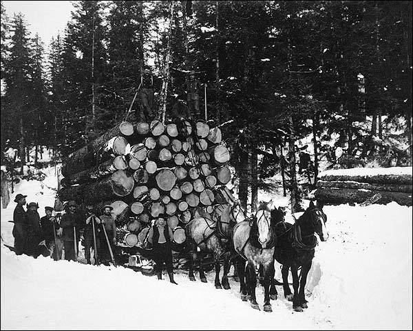 Forest Logging w/ Sleigh & Horses 1910 Photo Print for Sale