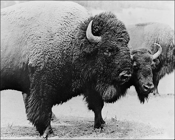 Wild Buffalo on the Plains Photo Print for Sale