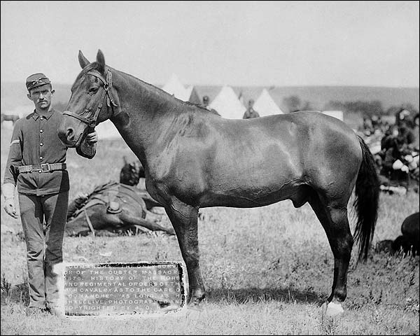 General George Custer Horse That Survived Photo Print for Sale