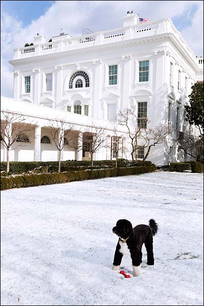 Obama Family Dog Bo in Rose Garden Snow Photo Print for Sale